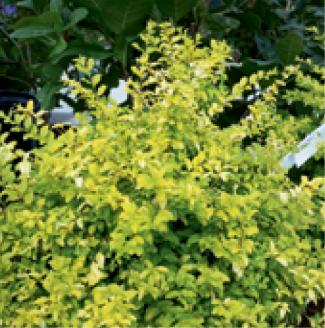 &#039;Sunshine&#039; ligustrum