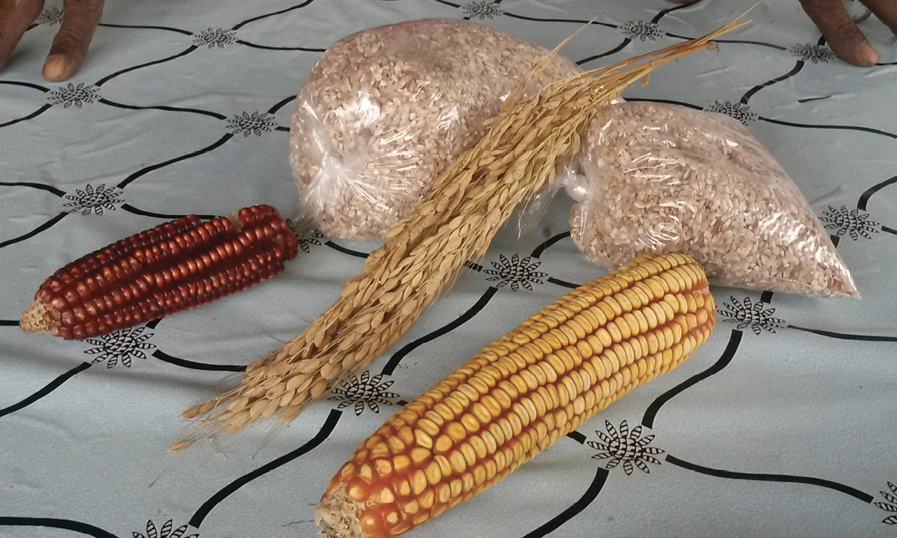 Dennis traveled to Trinidad in 2016 with culinary historian Dr. David Shields to search for rice strains related to the West African red bearded rice that once sustained enslaved Africans in the Lowcountry. Hill rice in seed form and hulled, with corn.