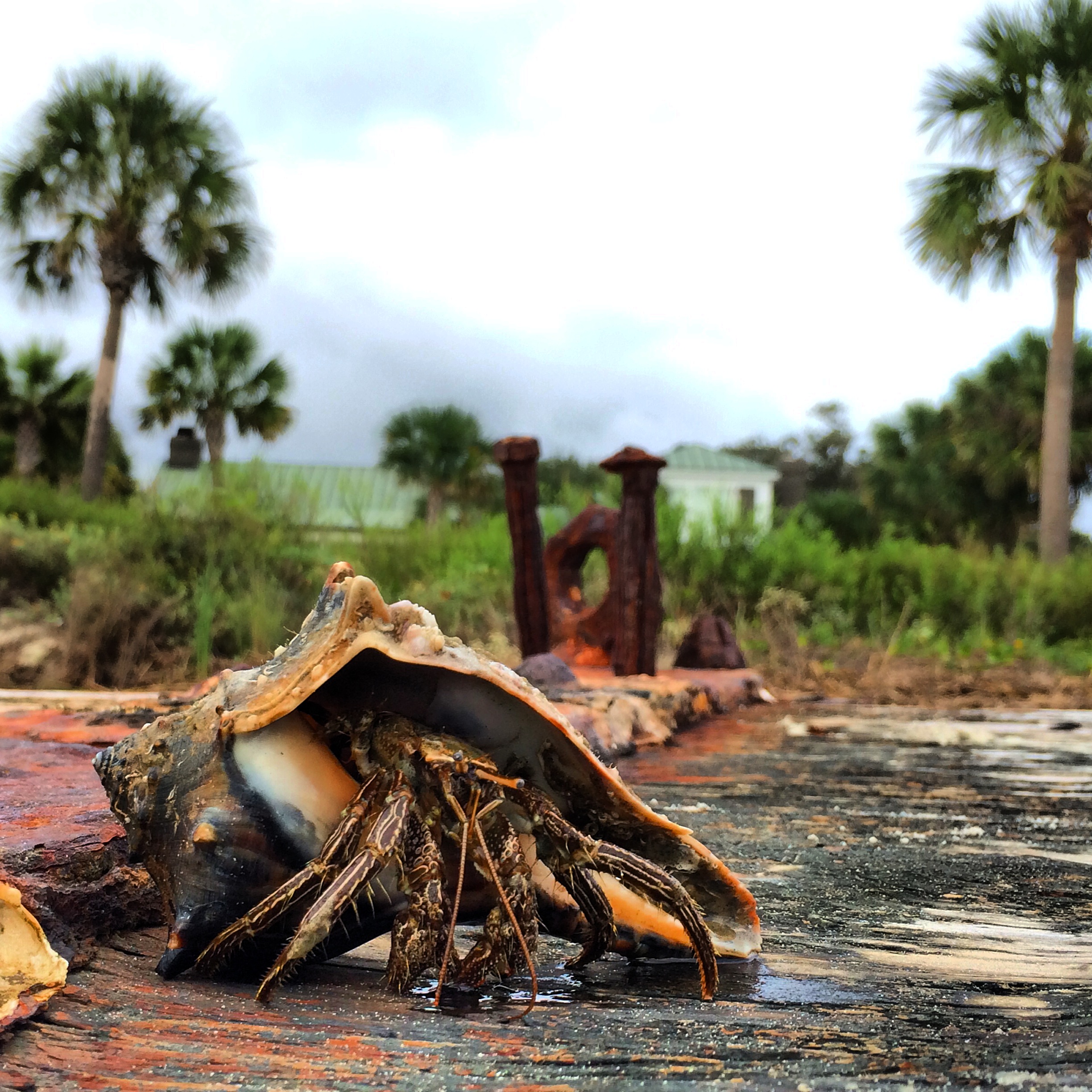 FINALIST Amateur category: Curious Crab by Mark Bisognani; “I shot this on Sullivan&#039;s Island last September. He crawled onto my foot while surf fishing!”