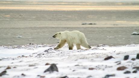 Close Encounters: For the episode “Bears Across America,” they filmed polar bears in the Canadian tundra near the western shore of Hudson Bay. “We were on the ground with the bears, meaning no safety fence between us,” says Barnhardt. “It was intense, awesome, and very cold.”