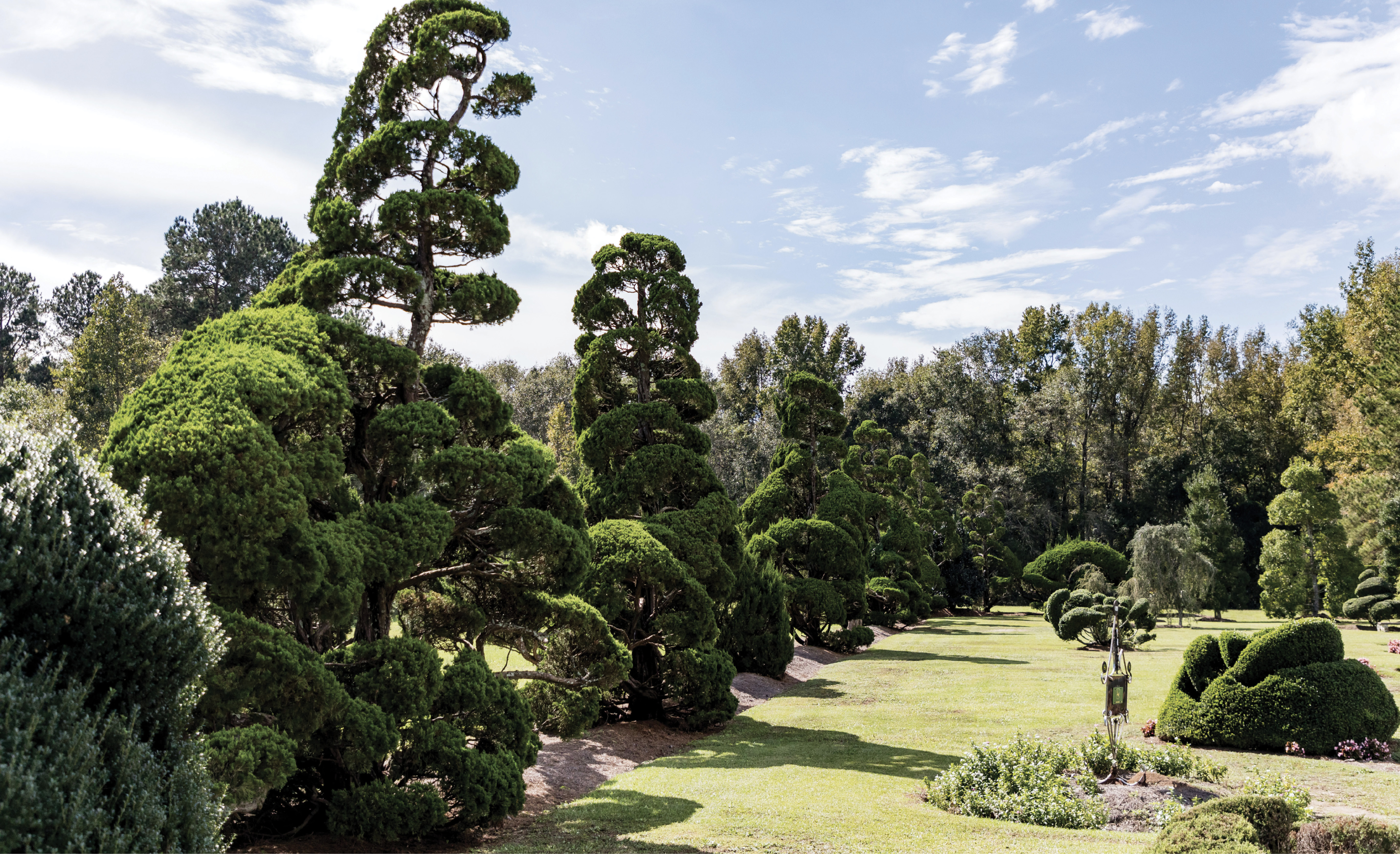 NATURAL WONDER: “If you cut the top out and prune, you can control the way the plant grows,” says Fryar, describing some of his techniques. “I don’t water, spray, or fertilize. I do add pine needles that will decay, and trench around the plants for the rain and run-off. I like a natural forest, natural gardening.”