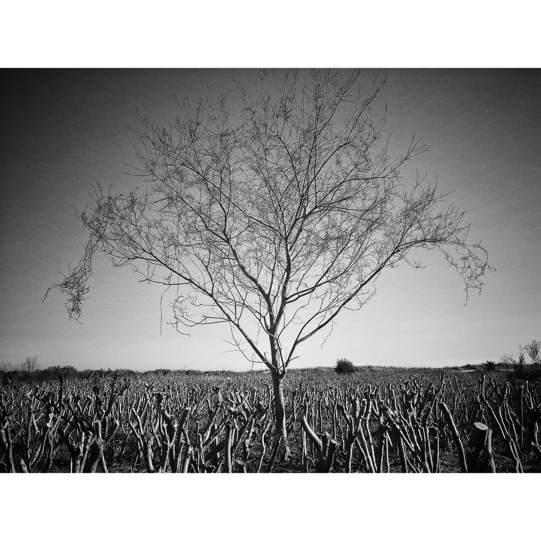 HONORABLE MENTION Professional category: A Winter Sunrise Over Mystery Stillness by Katelin Morales; “The second image of my Sullivan&#039;s Island infrared black and white collection. Shot on February 28, 2016 at approximately 9 a.m. with a Canon 6D.”