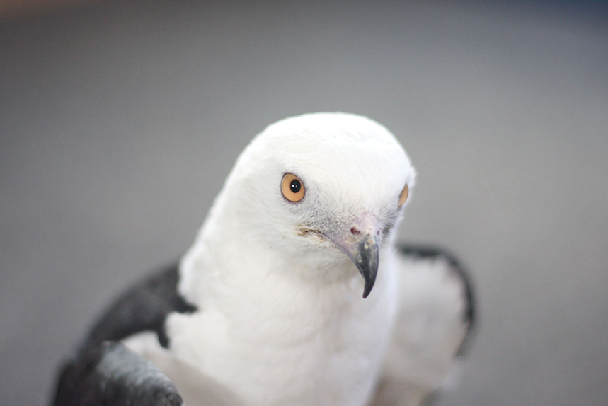 Swallow-Tailed Kite