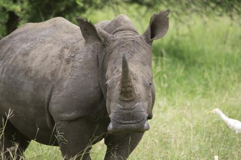 A rhino in South Africa.