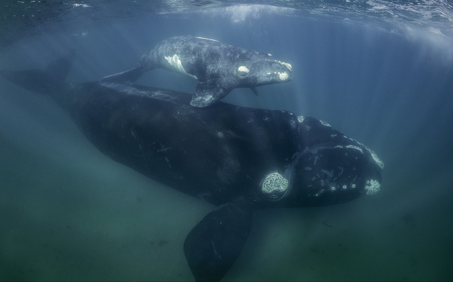 North Atlantic Right Whale (Eubalaena glacialis) - A massive right whale mama and her calf; Read more about these mammals at <a href="https://www.fisheries.noaa.gov/species/north-atlantic-right-whale">https://www.fisheries.noaa.gov/species/north-atlantic-right-whale</a>.