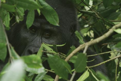 “The gorillas were close to us. Huge, scary, and curious, they would stare and try to figure us out,” says Barnhardt. “And we were surrounded by five guys carrying AK-47s to protect us from getting kidnapped by the other kind of guerrillas in the forest. It was intense to say the least.”