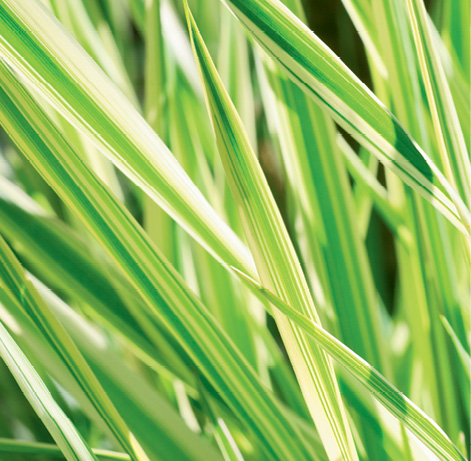 &#039;Eversheen&#039; carex