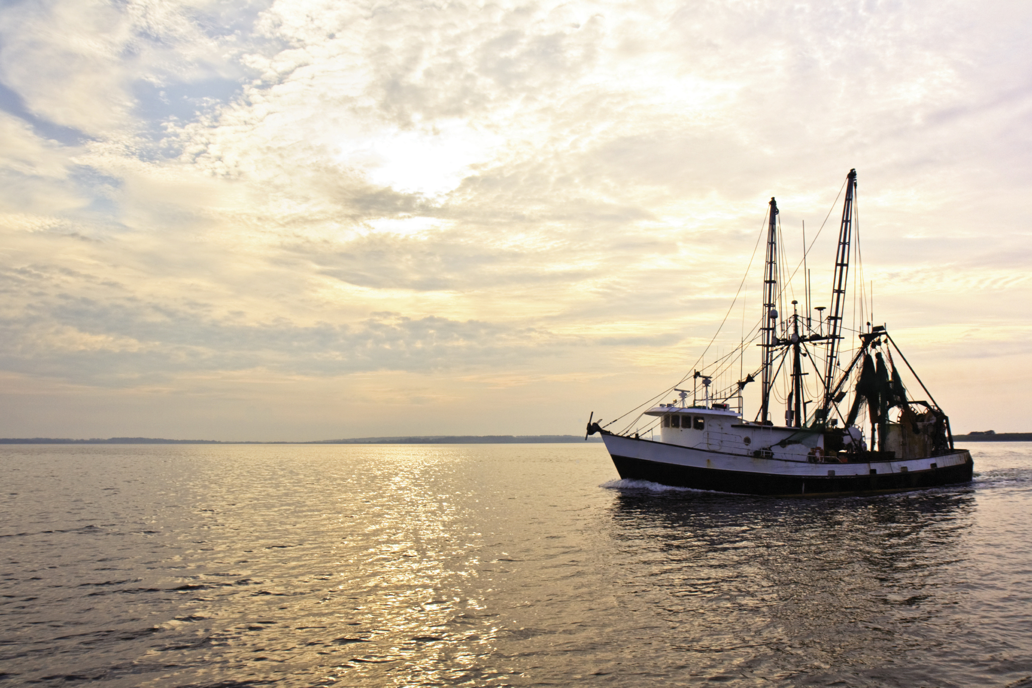 Local Shrimpers