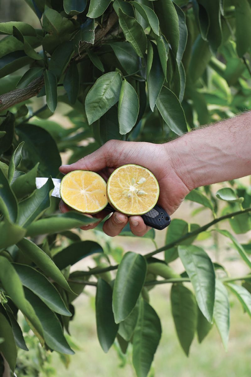 A satsuma mandarin at the Clemson grove.