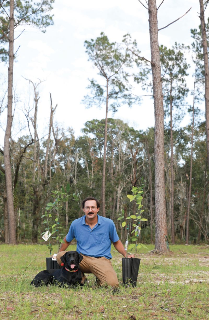 Edisto farmer Harleston Towles is experimenting with planting satsuma, Meyer lemon, and ruby red grapefruit under a canopy of thinned-out pine trees, which will help protect against frost.