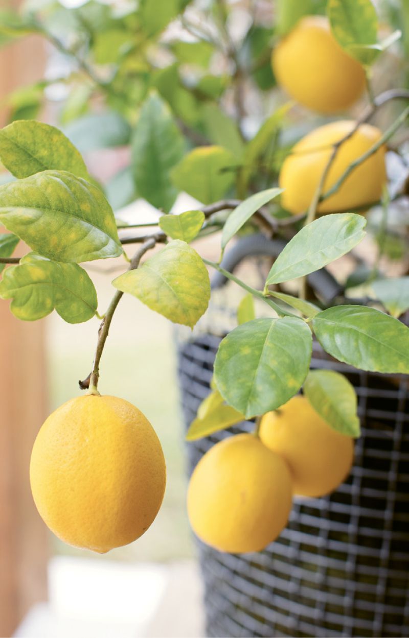 A Meyer lemon