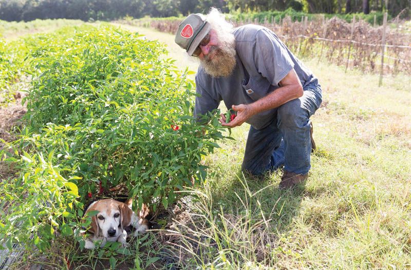 A Growing Legacy: Sidi Limehouse of Rosebank Farms continues to farm this land that had been in his family since he was born.