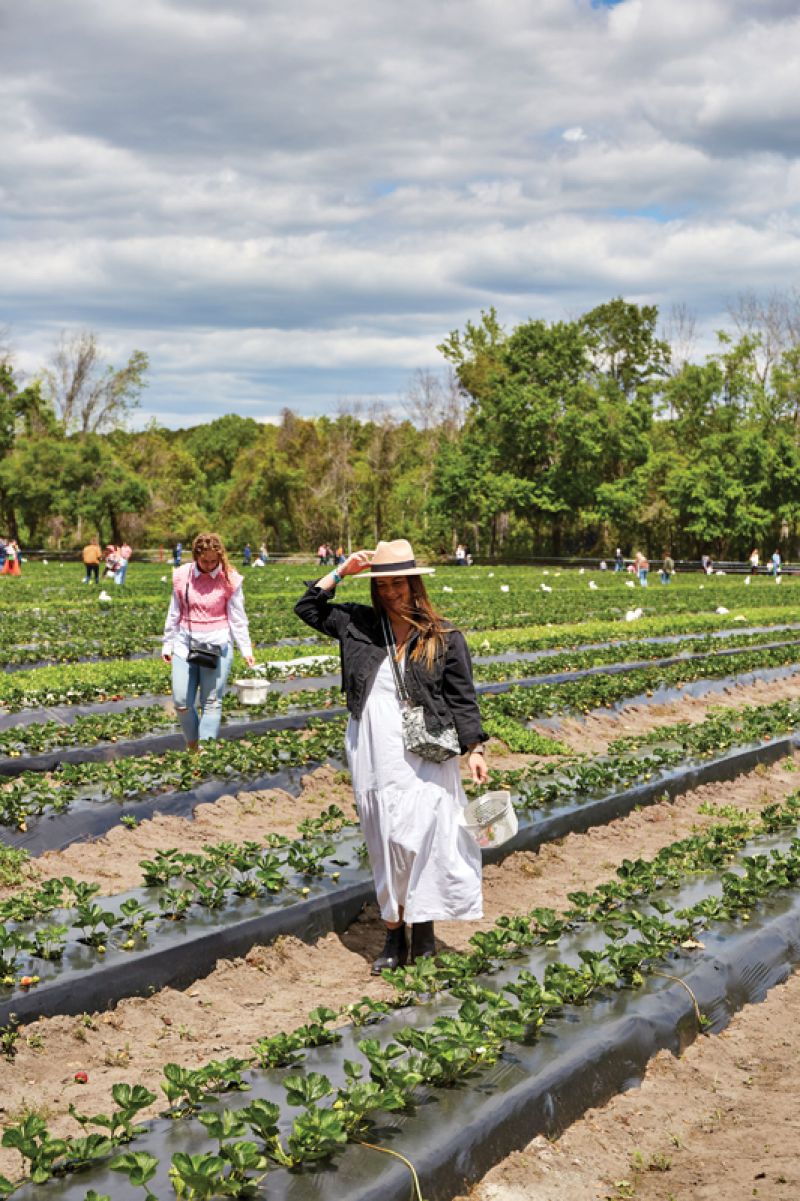 Strawberry picking at Boone Hall Farms.