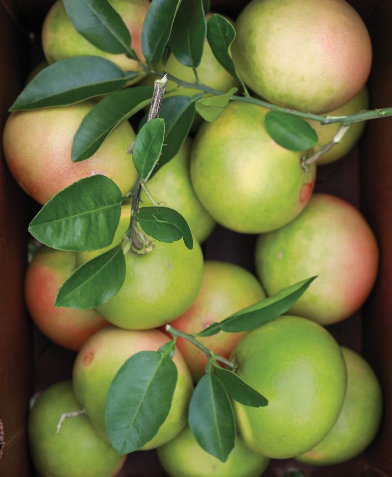 Pink grapefruit boxed and ready for GrowFood Carolina