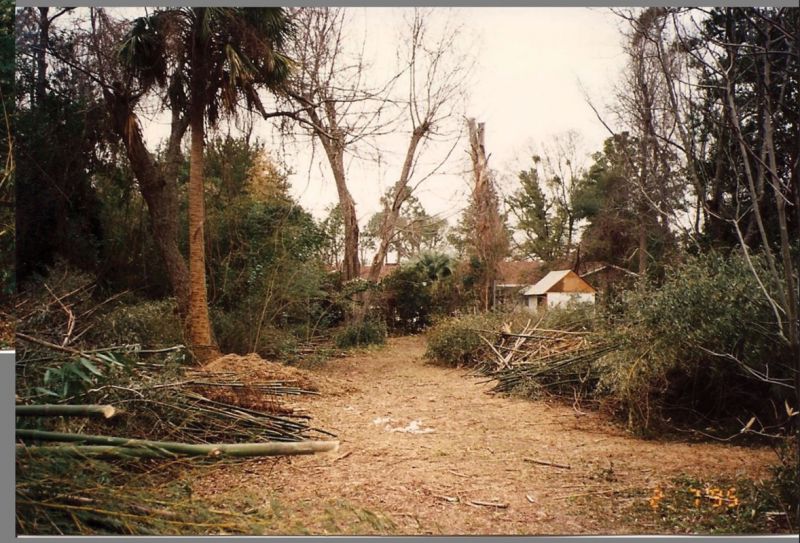 The backyard was once a forest of bamboo that Susan and David Epstein spent two years clearing.