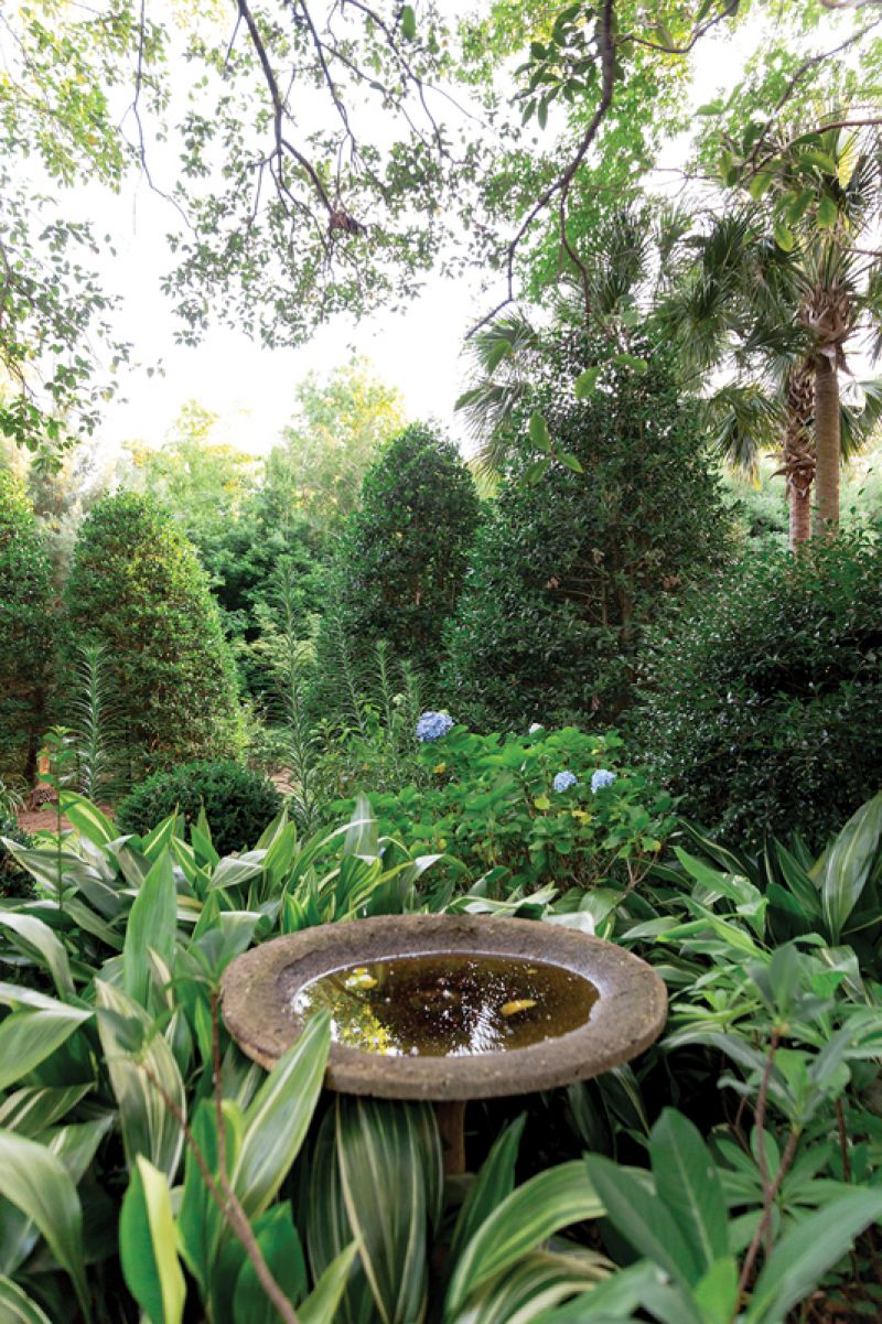 Variegated aspidistra and edgeworthia mingle around a birdbath.