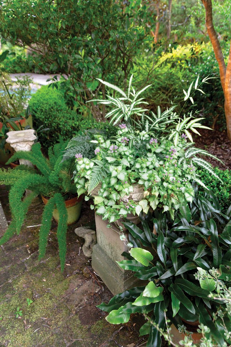 Various ferns join lamium to create a lush vignette in patio containers.