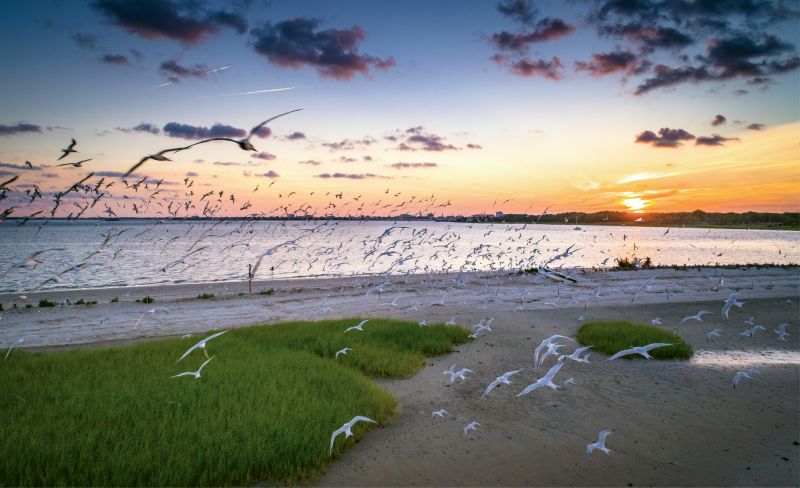 “Flying Colors”  {Altitude: 45 feet}  A wreck of seabirds takes flight off Shutes Folly.