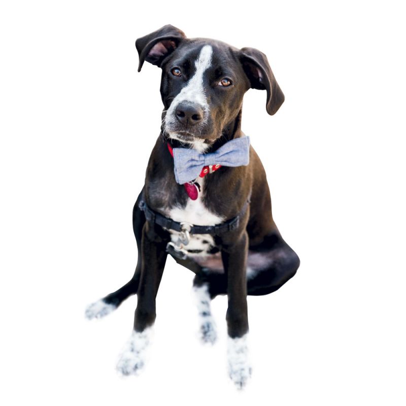 Top Dog: “Moose is our six-month-old hound mix. We fostered and then adopted him through Pet Helpers.”