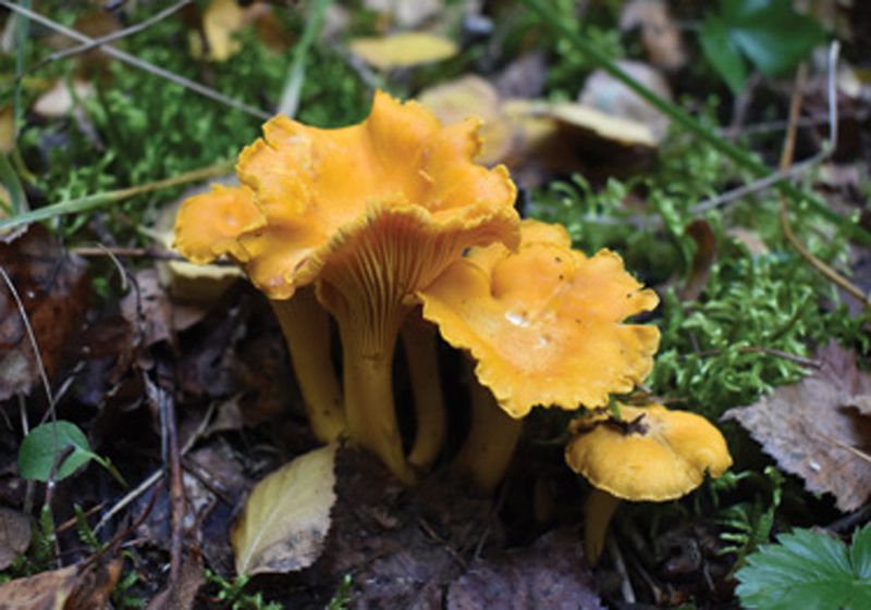 Foraging Ahead:  “Anything that deals with the procurement of food outdoors, whether that’s farming, foraging, or hunting.” —Zachary