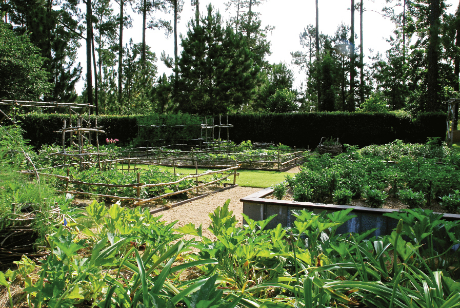 veg gardwn_opt_0.jpeg